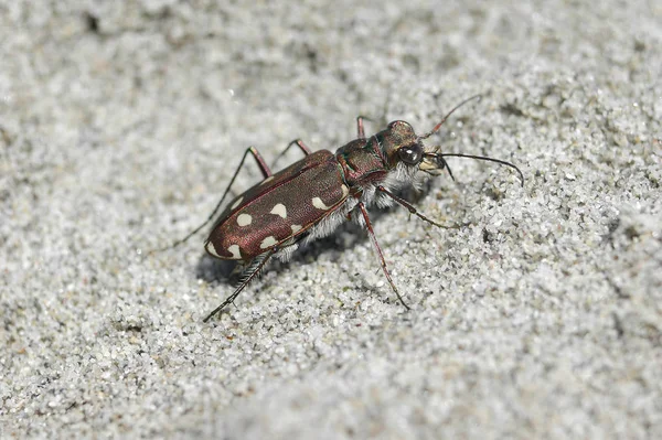 Panoramisch Uitzicht Duinen Selectieve Focus — Stockfoto