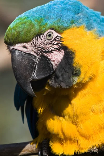 Papagaio Amarelo Azul — Fotografia de Stock