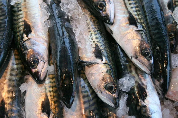 Peixe Fresco Mercado — Fotografia de Stock