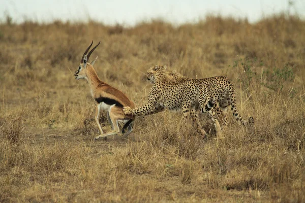 Africký Tečkovaný Gepard Dravec Velká Kočka — Stock fotografie