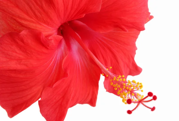 Scenic Beautiful Colorful Hibiscus Flower Stock Photo