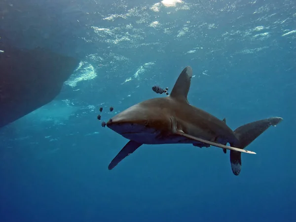 Peak High Sea Shark Longimanus Red Sea Stock Image