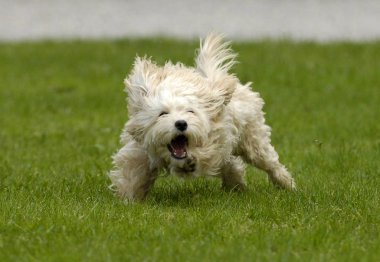 white poodle running in the grass clipart
