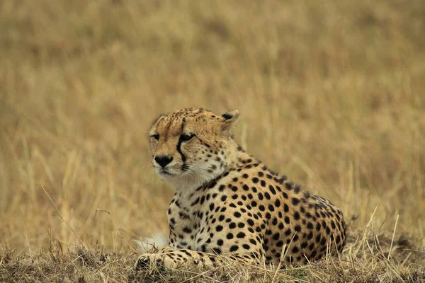 African Spotted Cheetah Predator Big Cat — Stock Photo, Image