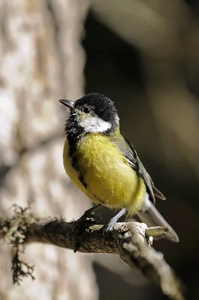 Scenic View Beautiful Great Tit Bird — 스톡 사진