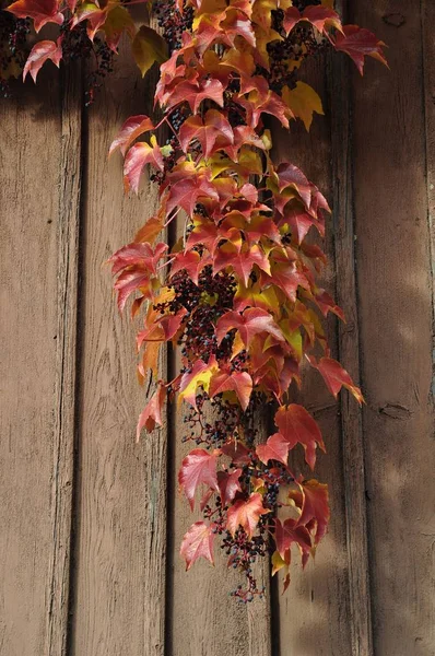 Autumnal Atmosphere Selective Focus — Stock Photo, Image