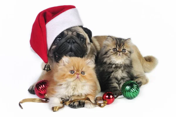 圣诞狗和小猫 — 图库照片