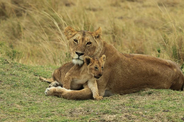 和妈妈在一起的小狮子 — 图库照片