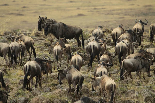 Wildebeest Animales Fauna Silvestre Fauna Natural — Foto de Stock