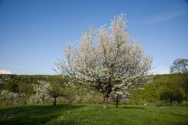 Bloesem Bloemblaadjes Het Voorjaar — Stockfoto