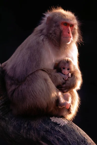 Macaco Animais Vida Natureza Fauna — Fotografia de Stock