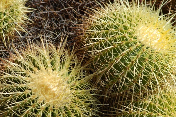 Cactusplant Botanische Plant Met Doornen — Stockfoto