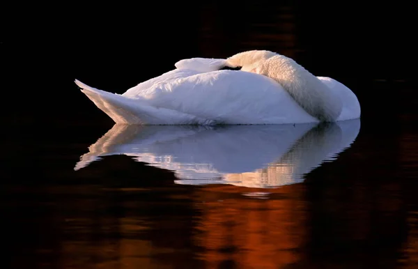 Vista Panorámica Del Majestuoso Cisne Naturaleza — Foto de Stock