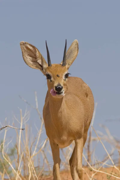 Naturfauna Tierfotografie — Stockfoto