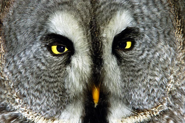 Vogelthema Malerischer Schuss — Stockfoto