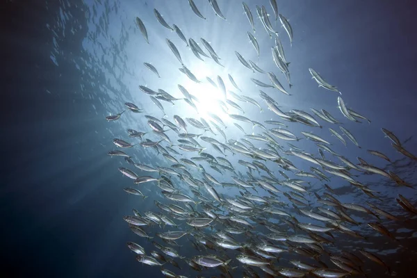 Oceaan Zon Gestreepte Makreel — Stockfoto