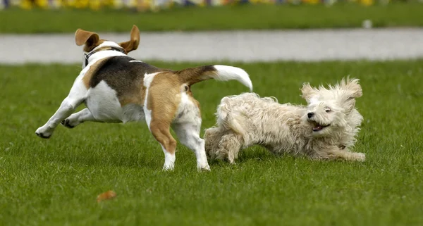 Hund Som Springer Gräset — Stockfoto