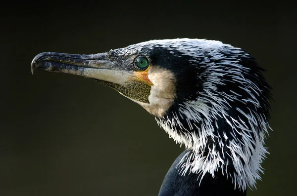 Vue Panoramique Magnifique Oiseau Cormoran Nature — Photo