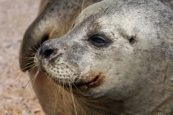 Großaufnahme Von Tier Zoo — Stockfoto