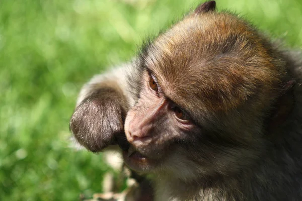 원숭이 자연의 — 스톡 사진