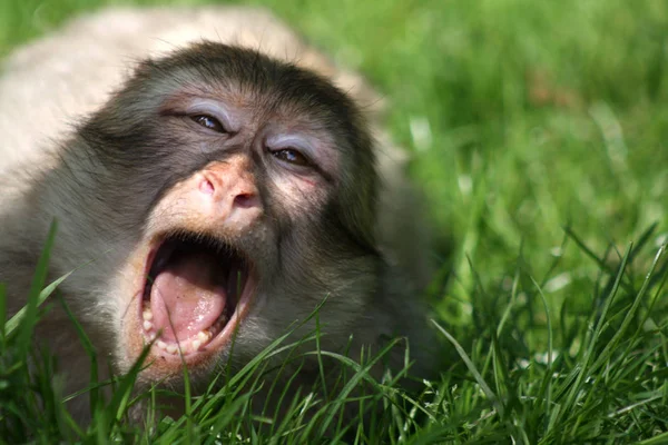 Monkey Primate Animal Wildlife — Stock Photo, Image
