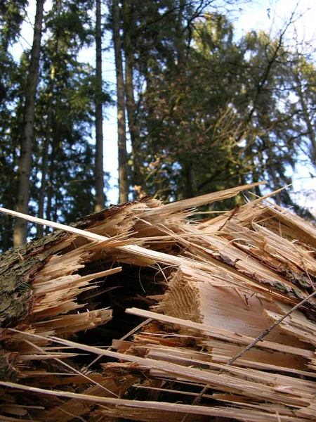 Trä Struktur Trä Bakgrund — Stockfoto