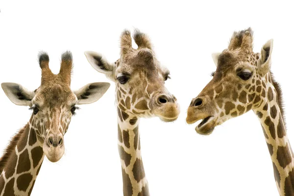 Erbivoro Giraffe Animali Della Savana — Foto Stock