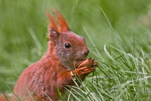 식물과 다람쥐 다람쥐 — 스톡 사진