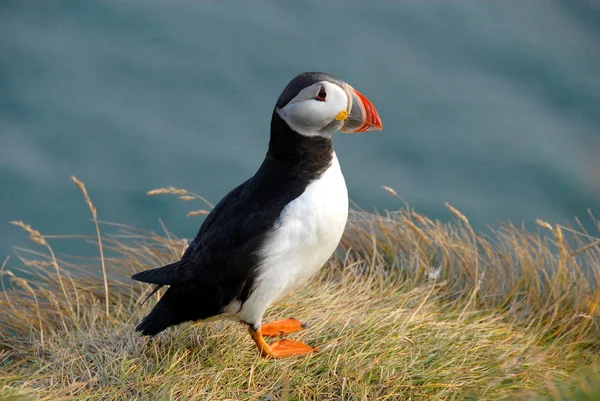 Vista Cênica Belo Pássaro Puffin Natureza — Fotografia de Stock