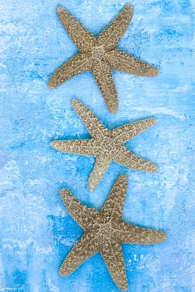 Mořské Zvíře Mořská Hvězdice — Stock fotografie
