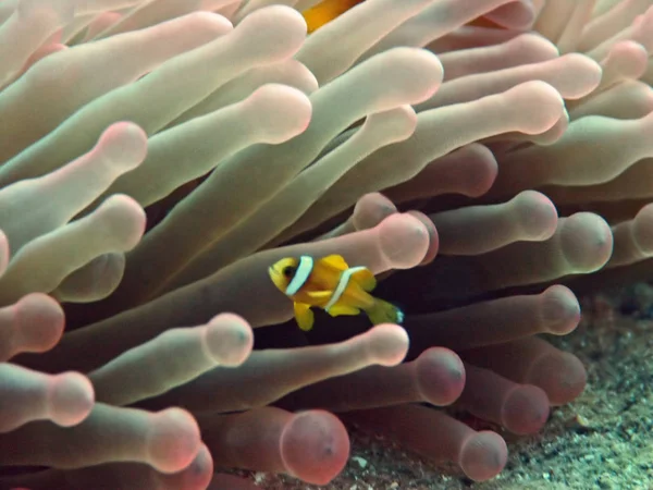 Pez Payaso Arrecife Submarino Con Peces —  Fotos de Stock