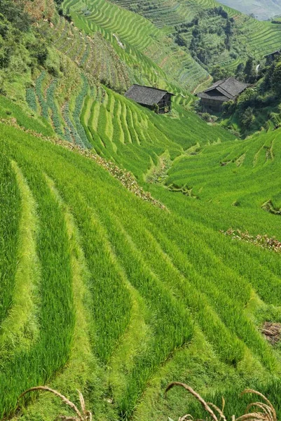 Longji Βεράντες Ρυζιού Κίνα Στα Τέλη Του Καλοκαιριού — Φωτογραφία Αρχείου