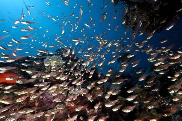 Schilderachtig Uitzicht Prachtige Oceaan Zeegezicht — Stockfoto