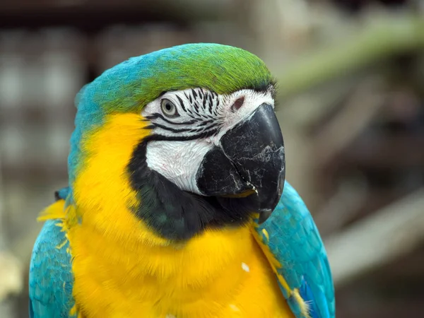 Modrá Žlutá Zelená Papoušek — Stock fotografie