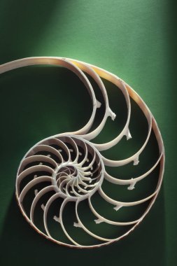 Nautilus spiral shell section clipart
