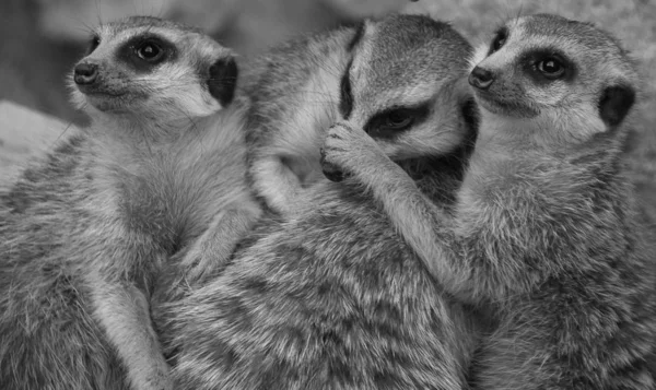 Meerkat Animal Creature Suricatta — Stock Photo, Image