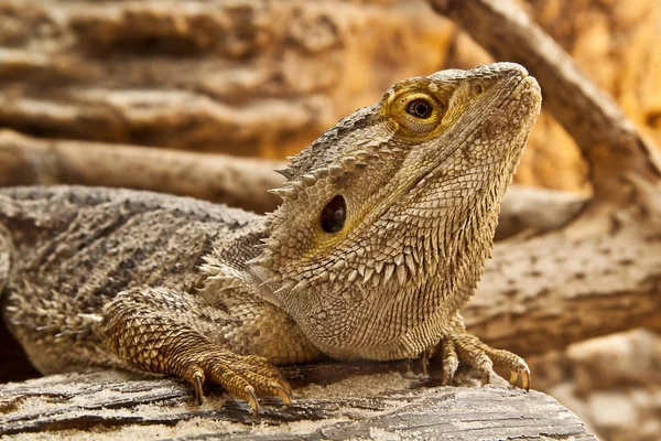 Vilda Djur Ödla Djur Leguanreptil — Stockfoto