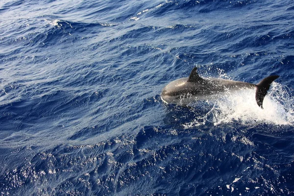 Delfín Agua Mar Azul — Foto de Stock