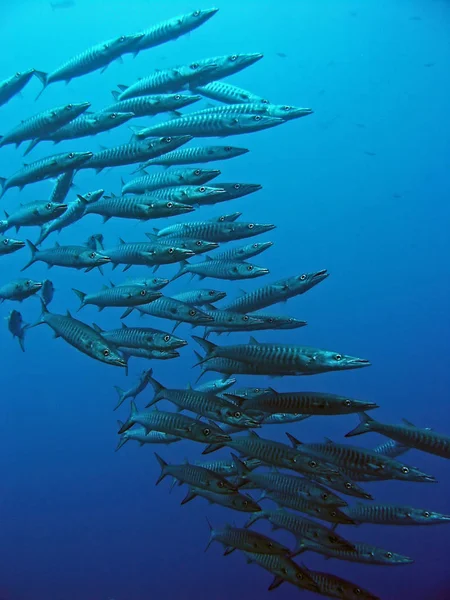 Onderwaterfoto Barracuda Zwemmen Water — Stockfoto