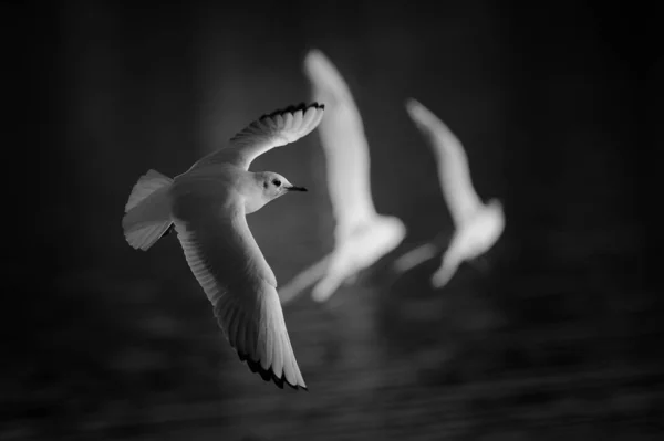 Scenic View Beautiful Cute Gull Bird — Stock Photo, Image