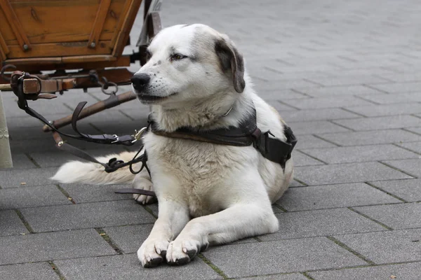 Porträt Eines Süßen Hundes — Stockfoto