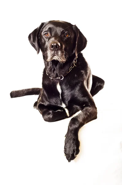 Retrato Lindo Perro —  Fotos de Stock