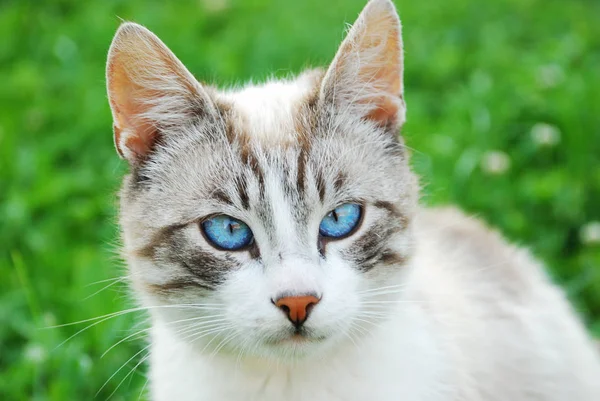 面白い小さなふわふわの猫 — ストック写真