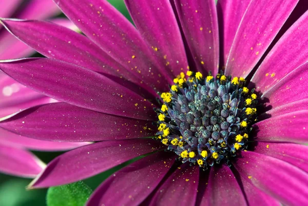 Zomer Veld Bloemen Flora — Stockfoto