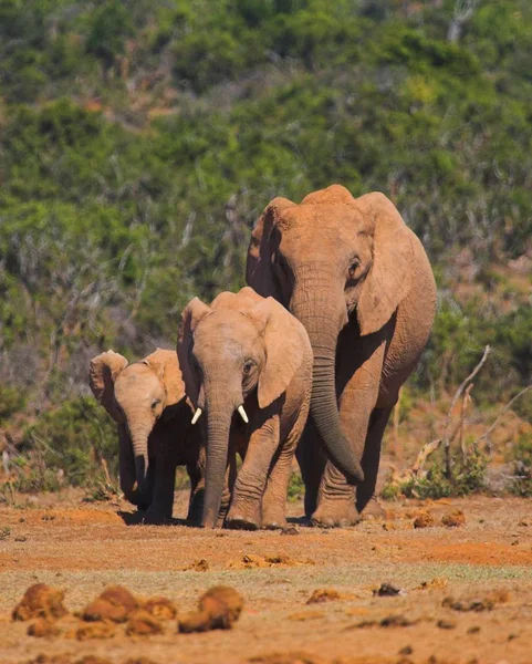 Afrikanisches Säugetier Pflanzenfresser Elefant — Stockfoto