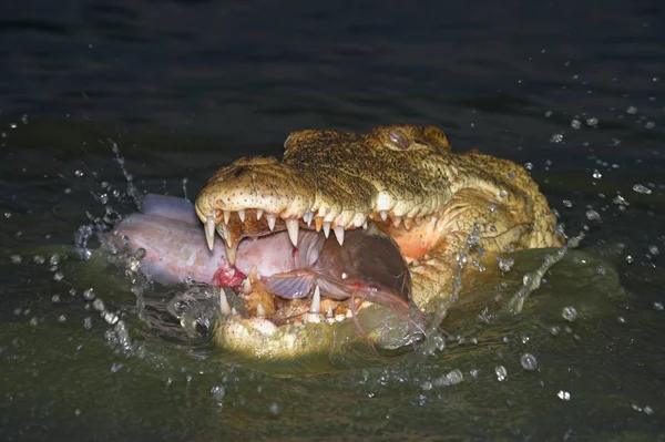 鳄鱼危险的爬行动物动物 — 图库照片