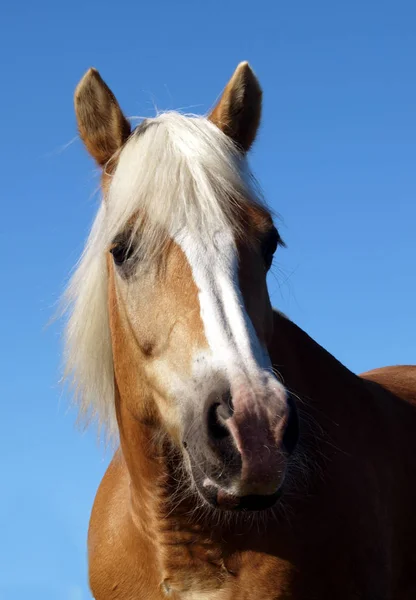 Słodki Koń Strzał Świeżym Powietrzu Dzień — Zdjęcie stockowe
