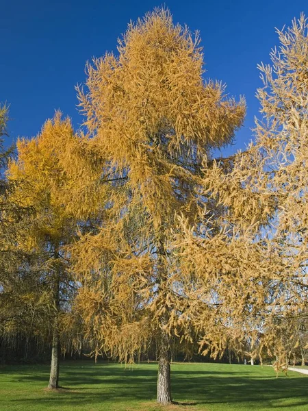 Herfstsfeer Selectieve Focus — Stockfoto