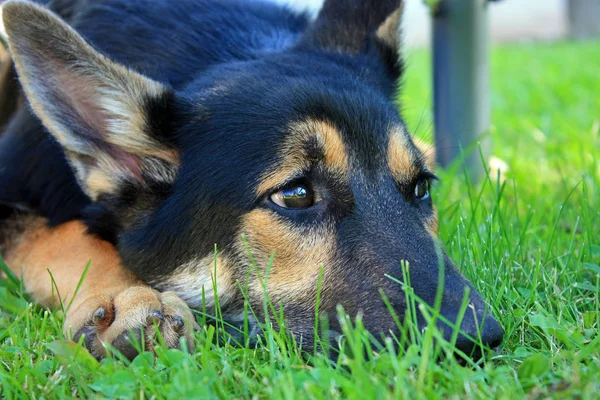 Німецький Собака Пастух — стокове фото