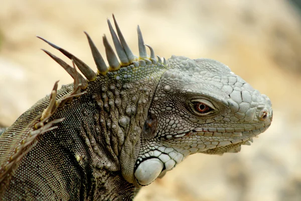 Primer Plano Lagarto Hábitat Concepto Salvajismo — Foto de Stock